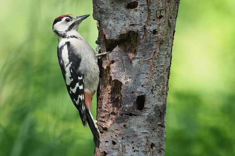 Great spotted woodpecker looking for insects by Astrid Brouwers