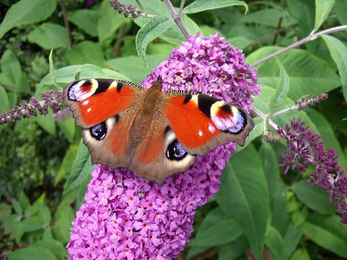 Dagpauwoog op vlinderstruik