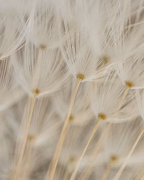 Als parapluutjes in de lucht: De pluisjes van een paardenbloem