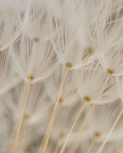 Als parapluutjes in de lucht: De pluisjes van een paardenbloem