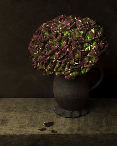 Hortensia oudroze, stilleven