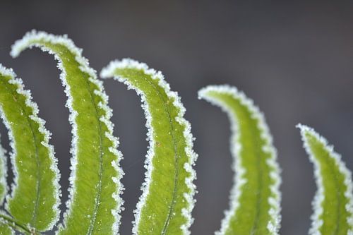 Varen met randje rijp