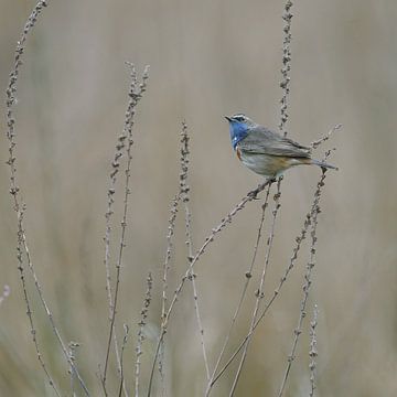 Blaukehlchen zwischen der Vegetation von Herman Peters