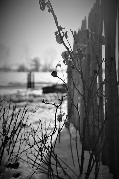 Winterbeere von Hannelore