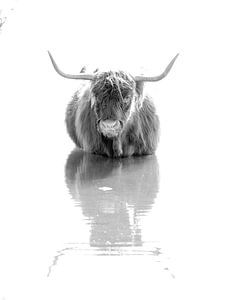 Schottischer Highlander starrt ins Wasser