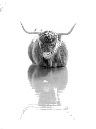Schotse hooglander starend in het water
