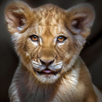 lion cub by Jacco Hinke