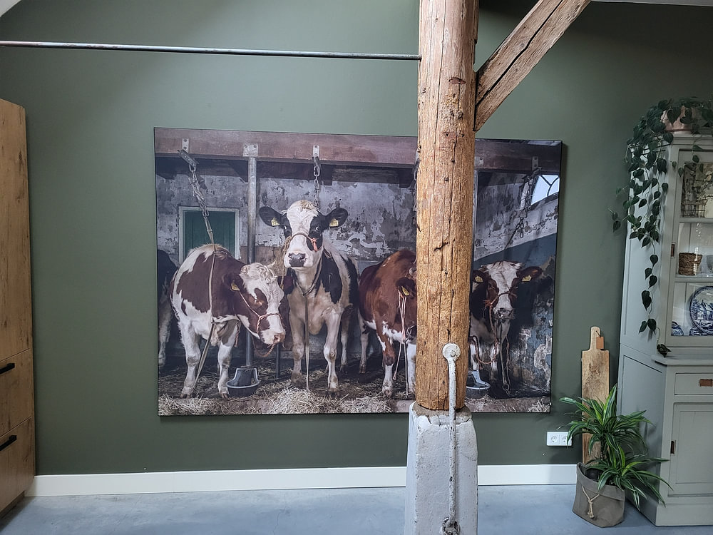 Vaches dans une ancienne étable, par Inge Jansen