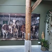Klantfoto: Koeien in oude koeienstal van Inge Jansen, als art frame