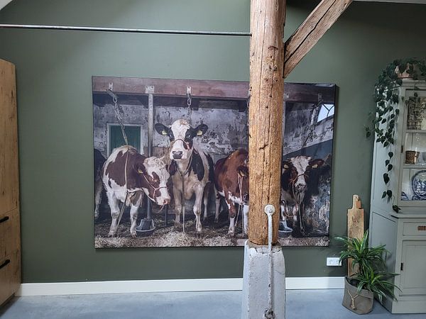 Customer photo: Dutch cows in an old barn by Inge Jansen, on ArtFrame