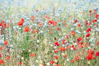 Coquelicots et bulbes à graines