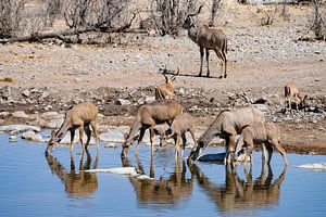 trinkende Kudu-Antilopen von Merijn Loch