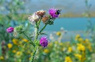 Distel op natuureiland Sophiapolder van Frans Blok thumbnail