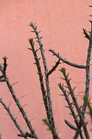 Un cactus exotique se détache sur la paroi rose