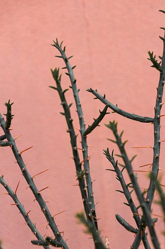 Exotic cactus stands out against pink wall