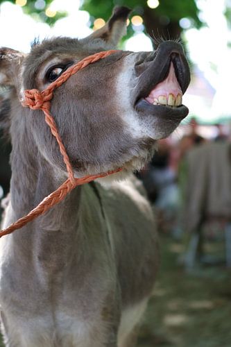 Wie het laatst lacht, .....