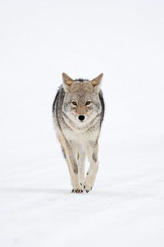 Kojote *Canis latrans*,  Augenkontakt, Frontalaufnahme von wunderbare Erde
