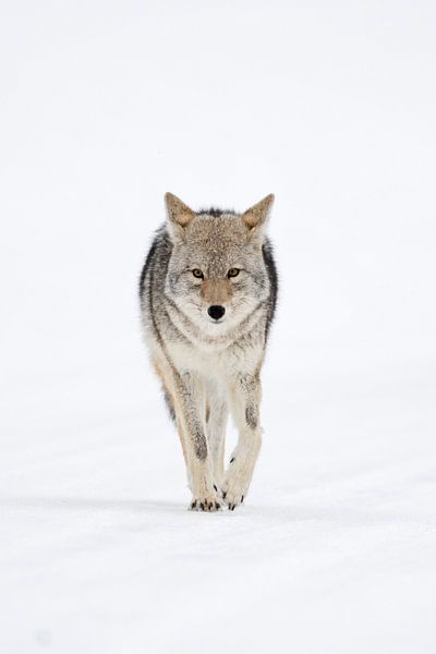 Kojote *Canis latrans*,  Augenkontakt, Frontalaufnahme van wunderbare Erde