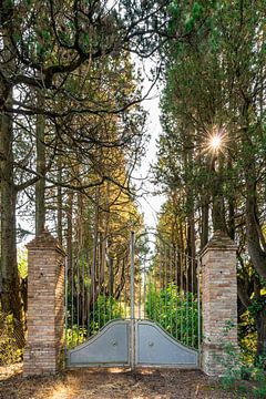 Avenue forestière avec clôture et soleil en forme d'étoile sur Dafne Vos