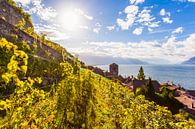 St. Saphorin in Lavaux on Lake Geneva by Werner Dieterich thumbnail