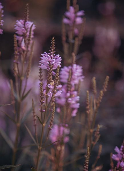 flowers part 338 by Tania Perneel