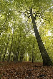 The beautiful forest