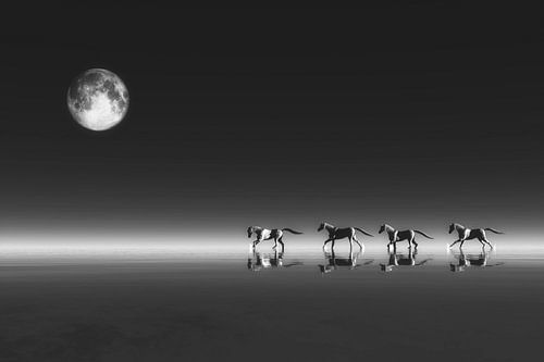 Changement climatique - Chevaux