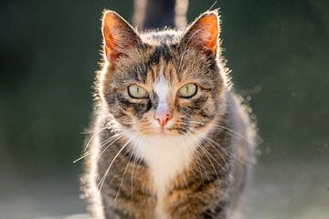 Majestueuze Blik - Kat in het Zonlicht van Femke Ketelaar