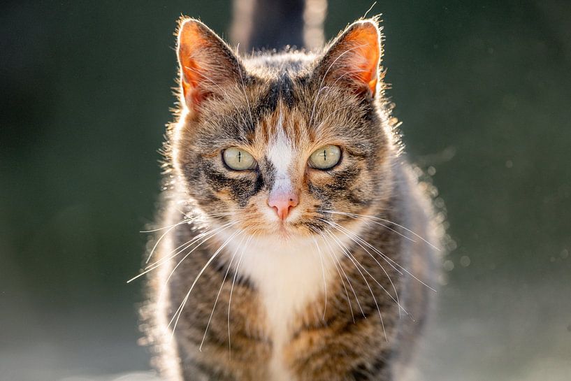 Majestätischer Blick - Katze im Sonnenlicht von Femke Ketelaar