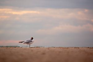Meeuw op het strand bij zonsondergang (2)