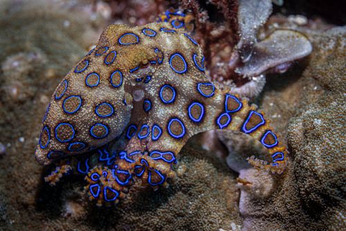 De blauwgeringde octopus @ Komodo, Indonesie