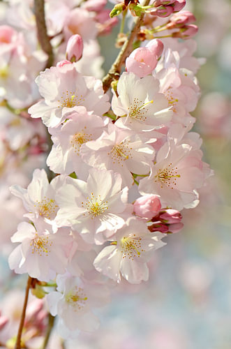 Japanese cherry blossom
