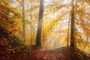 Goldener Wald im Nebel von Daniela Beyer