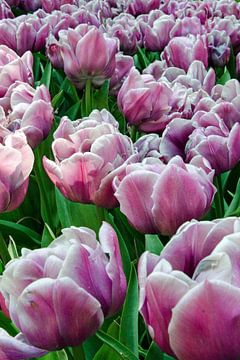 Purple tulips by Ellinor Creation