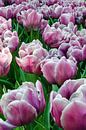 Paarse tulpen van Ellinor Creation thumbnail
