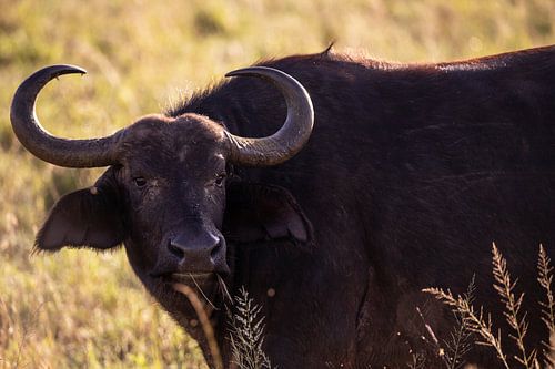 Buffels in de Savanne Kenia, Afrika