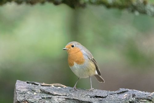 Rouge-gorge sur une souche d'arbre- Erithacus rubecula