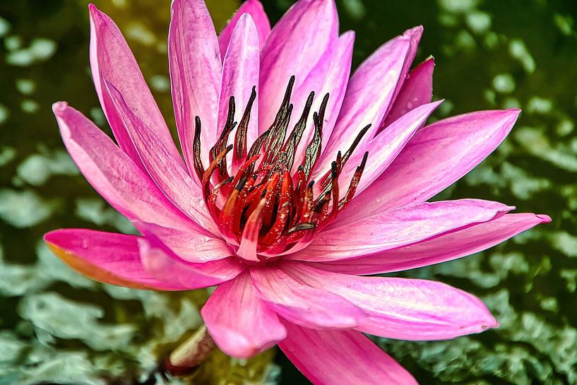 Holy Lotus by Eduard Lamping