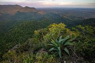 Uitzicht over het oerwoud van de Sierra del Rosario vanaf een hoog punt van Nature in Stock thumbnail