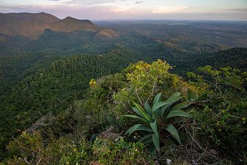 Uitzicht over het oerwoud van de Sierra del Rosario vanaf een hoog punt