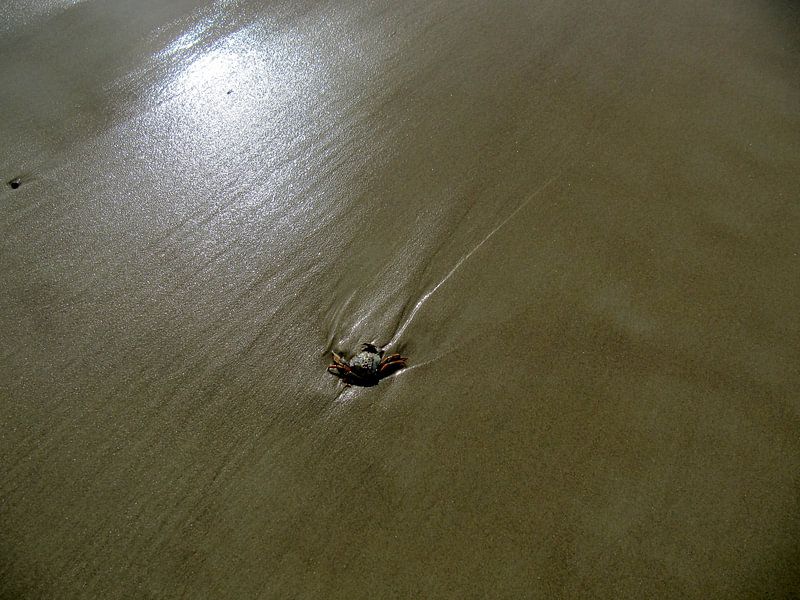 Krab von Astrid Koopmans