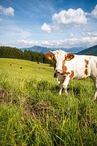 Douce vache de l'Allgäu