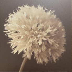 Een stilleven van een pluizebloem op een donkere achtergrond . van J.a Dijkstra