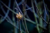 Samen auf dem Zweig eines Hibiskus von FotoGraaG Hanneke Miniaturansicht