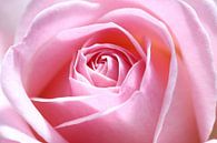 La beauté rose par LHJB Photography Aperçu