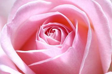 La beauté rose sur LHJB Photography
