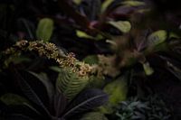 Between colours and shapes: A walk through the diversity of plants