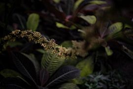 Between colours and shapes: A walk through the diversity of plants by Lena Remmert
