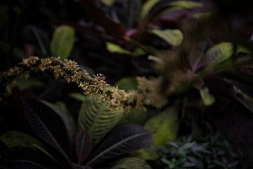 Zwischen Farben und Formen: Ein Spaziergang durch den Pflanzenvielfalt von Lena Remmert