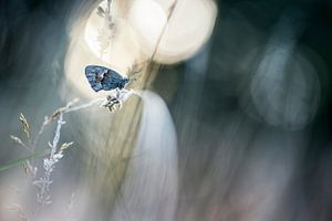 Dreaming I was a butterfly van Bob Daalder